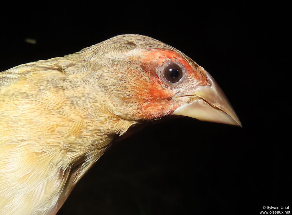 Red-headed Queleaadult post breeding
