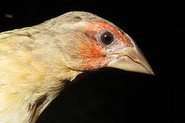 Red-headed Quelea