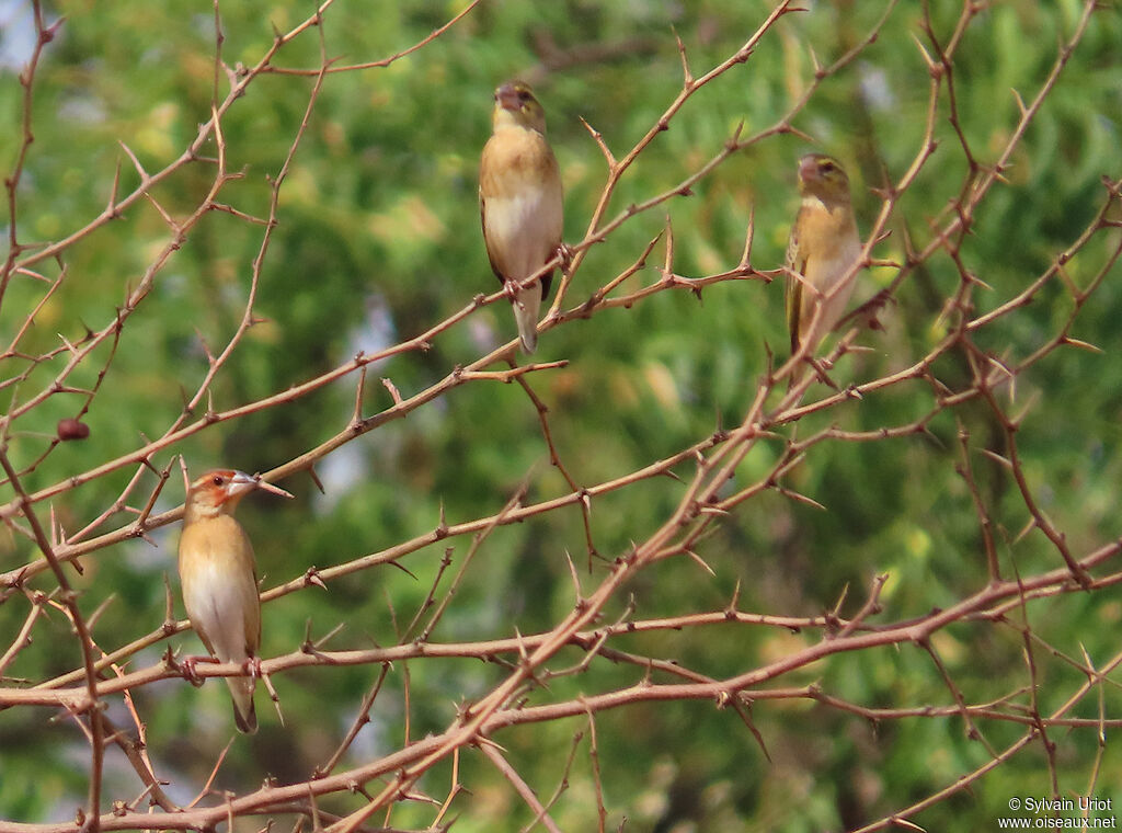 Red-headed Queleaadult post breeding