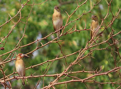 Red-headed Quelea