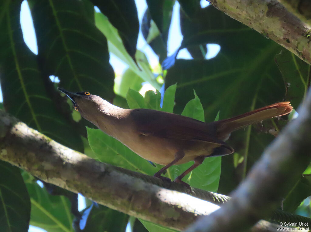 Brown Trembleradult