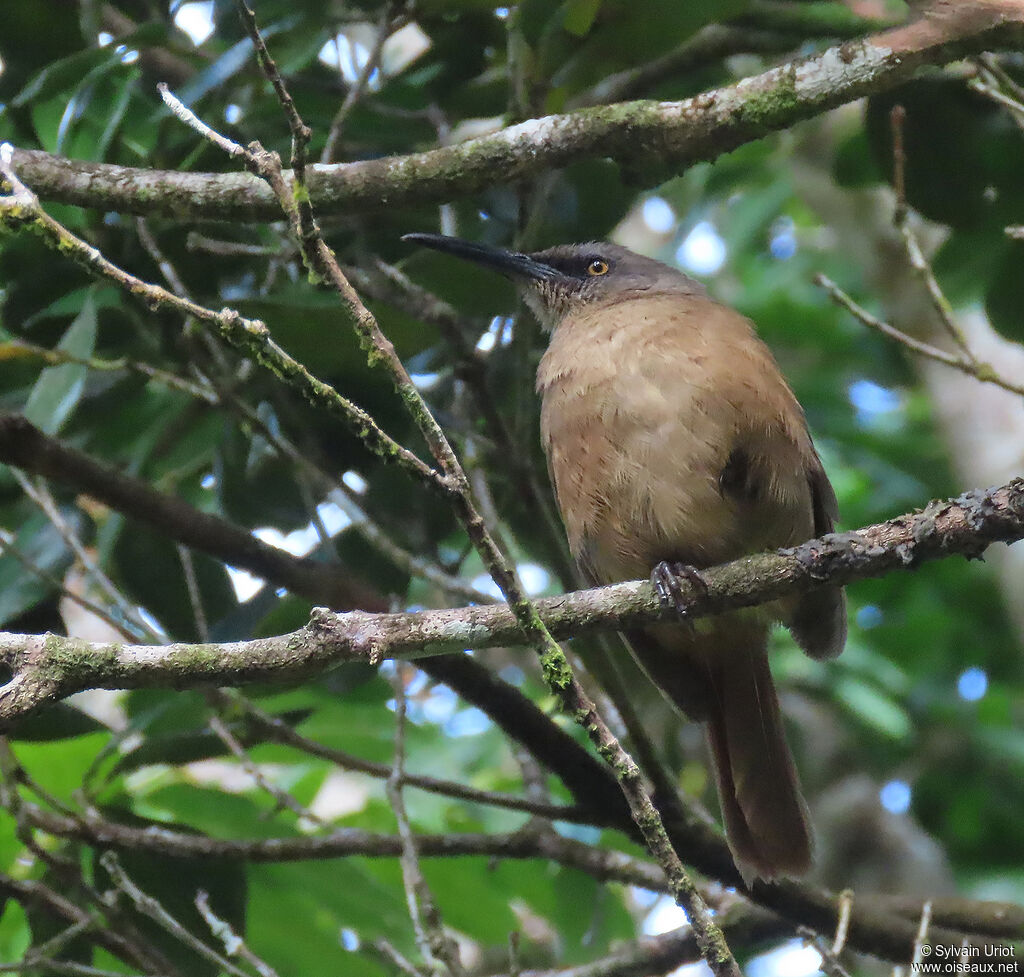 Brown Trembleradult