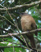 Brown Trembler