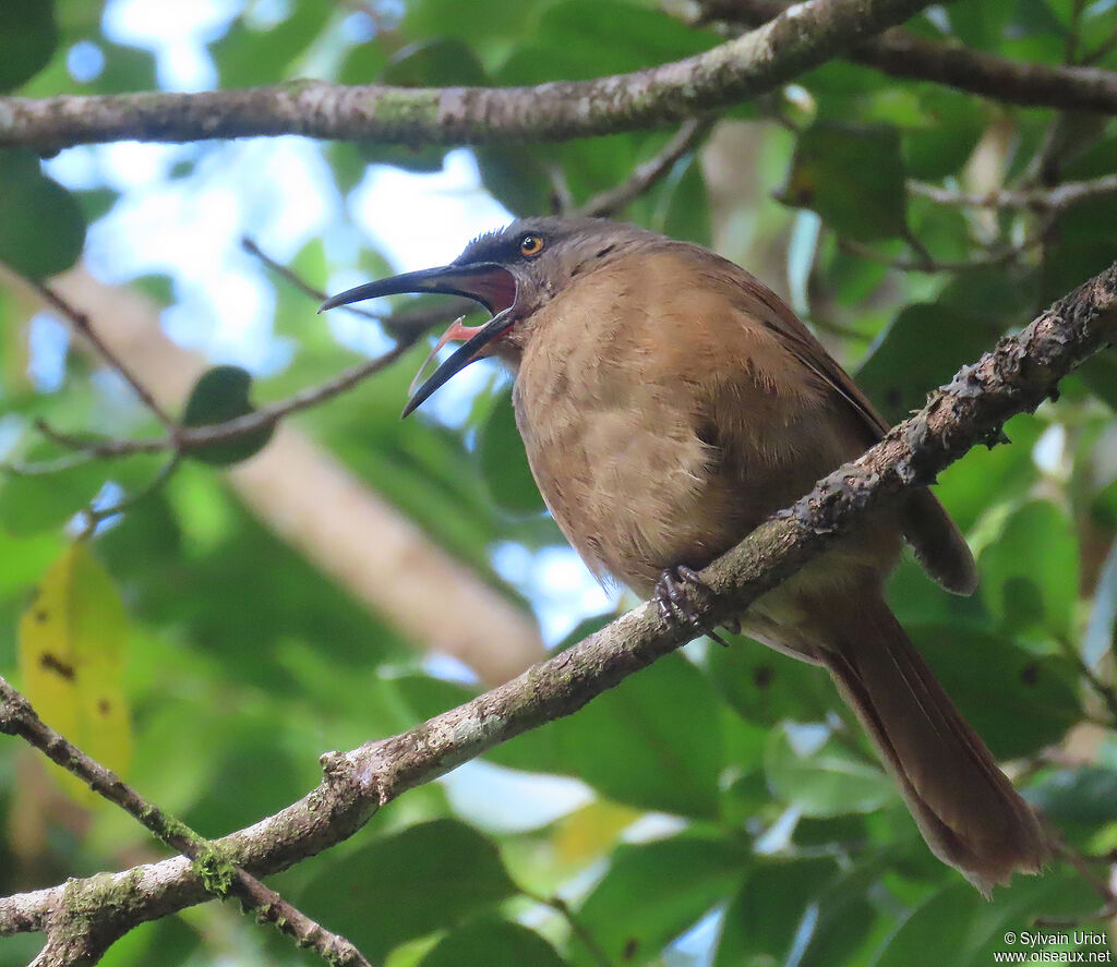 Brown Trembleradult