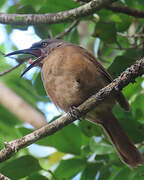 Brown Trembler