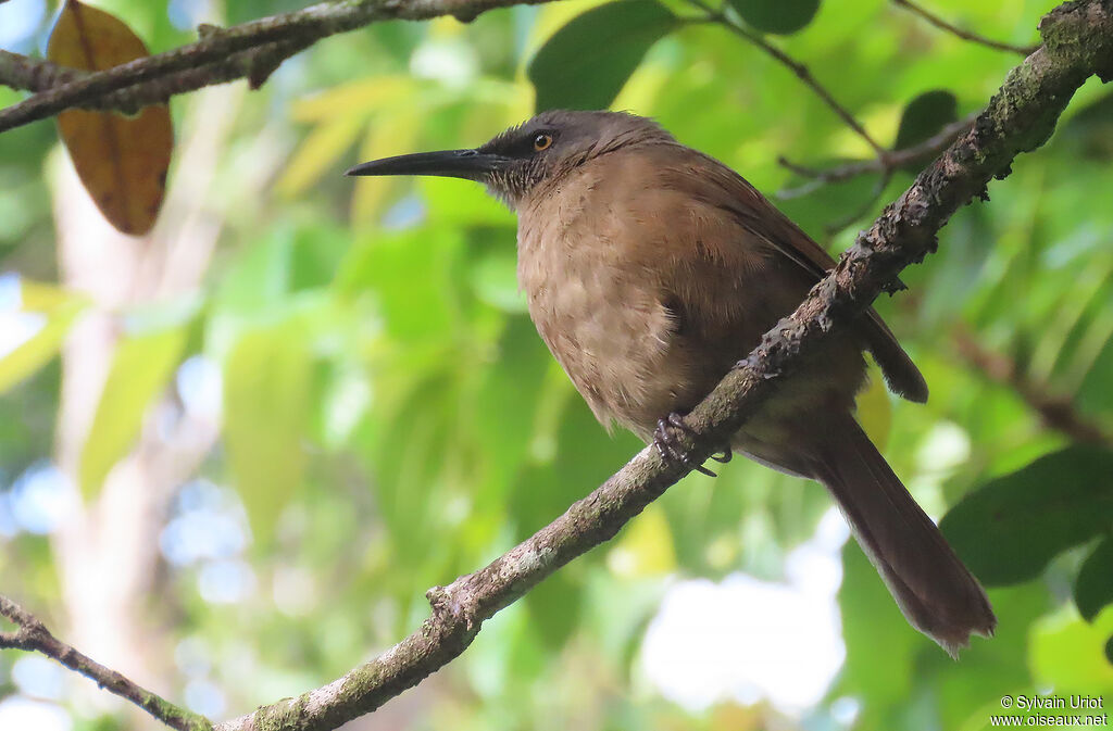 Brown Trembleradult