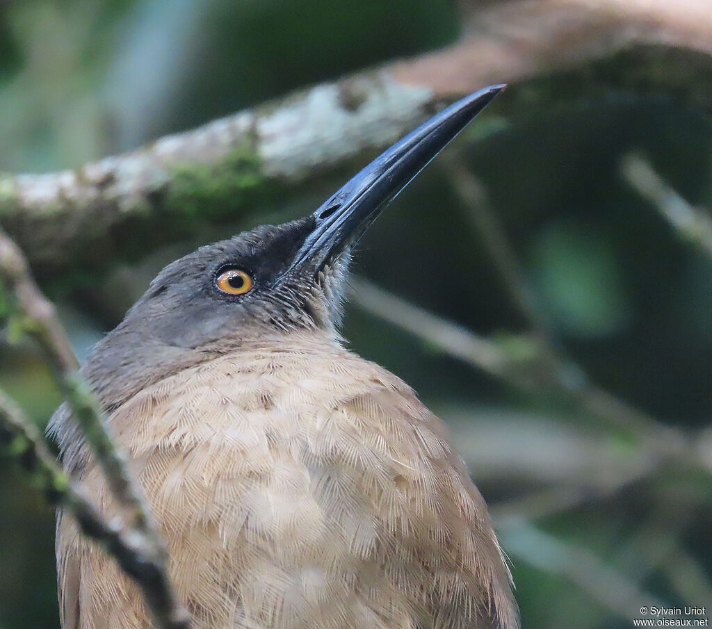 Brown Trembleradult