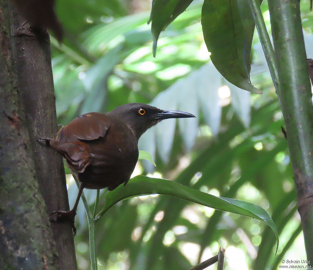 Brown Trembleradult