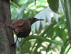 Brown Trembler