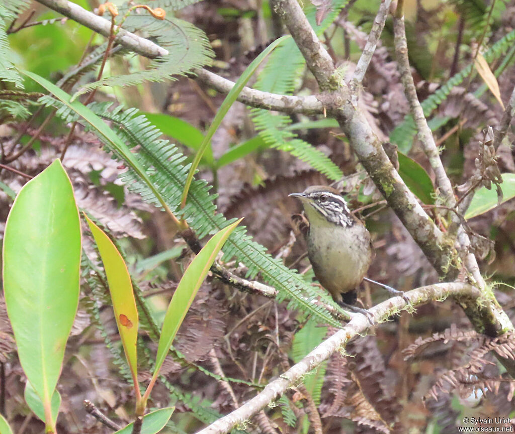 Bar-winged Wood Wrenadult