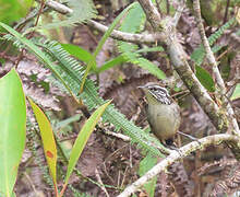 Bar-winged Wood Wren