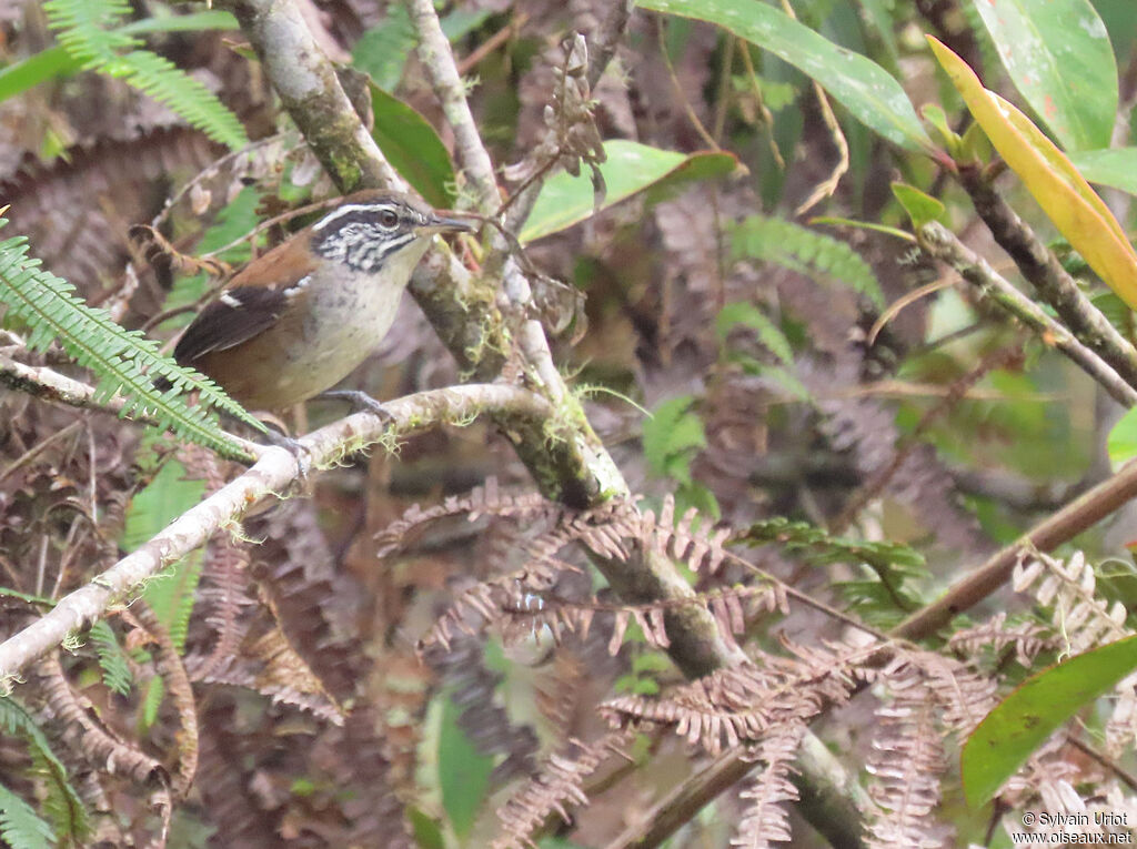 Bar-winged Wood Wren