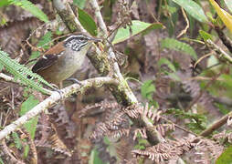 Bar-winged Wood Wren