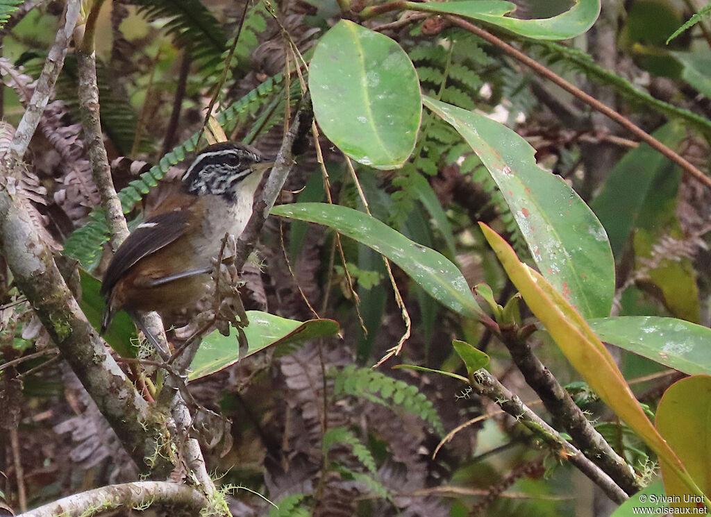 Bar-winged Wood Wrenadult