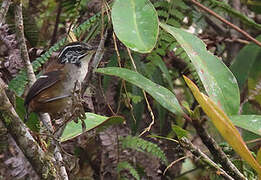 Bar-winged Wood Wren