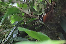 Bay Wren