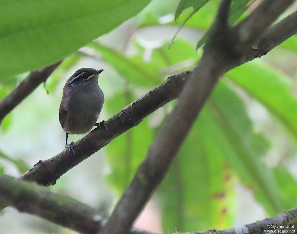 Bay Wrenjuvenile