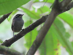 Bay Wren