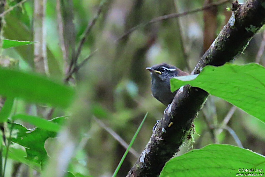 Bay Wrenjuvenile