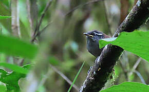 Bay Wren