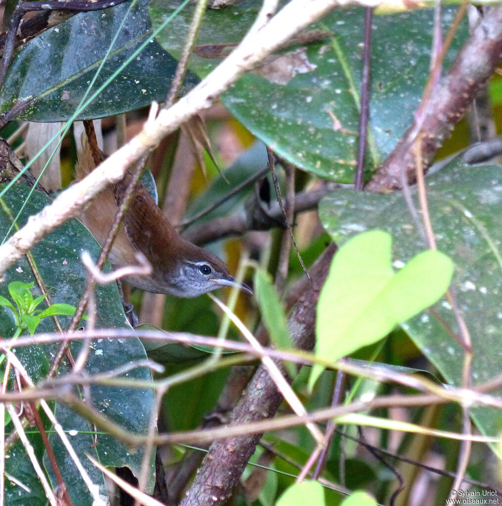 Buff-breasted Wren