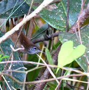 Buff-breasted Wren