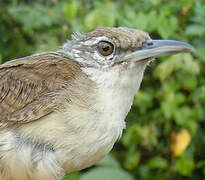 Buff-breasted Wren