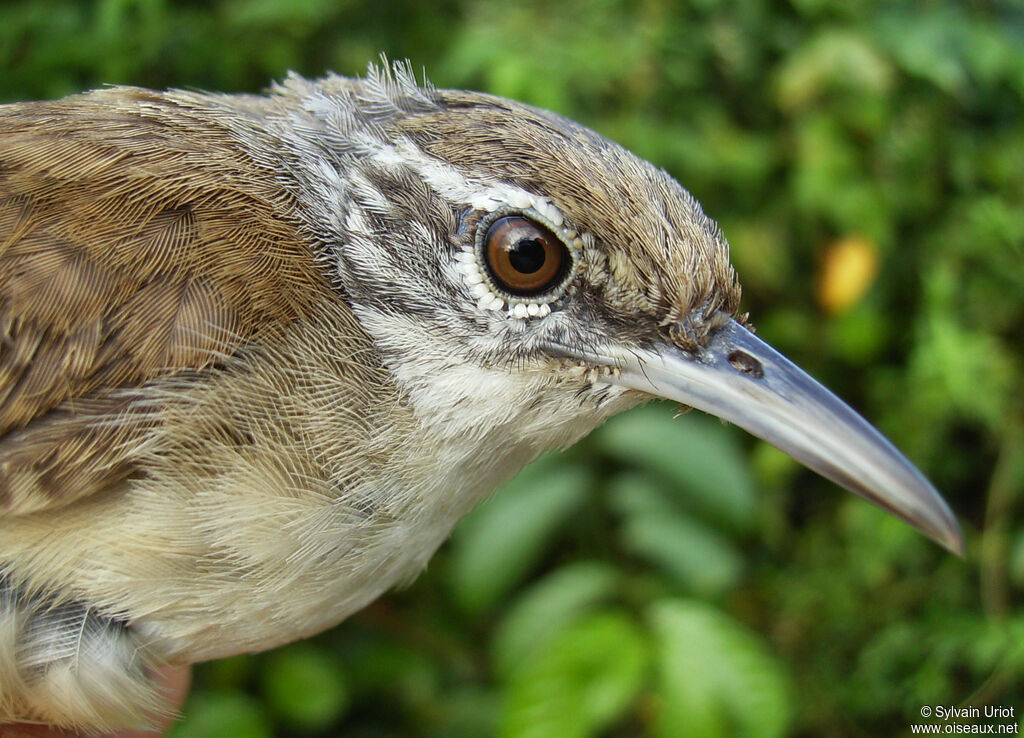 Buff-breasted Wren