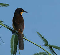 Black-capped Donacobius