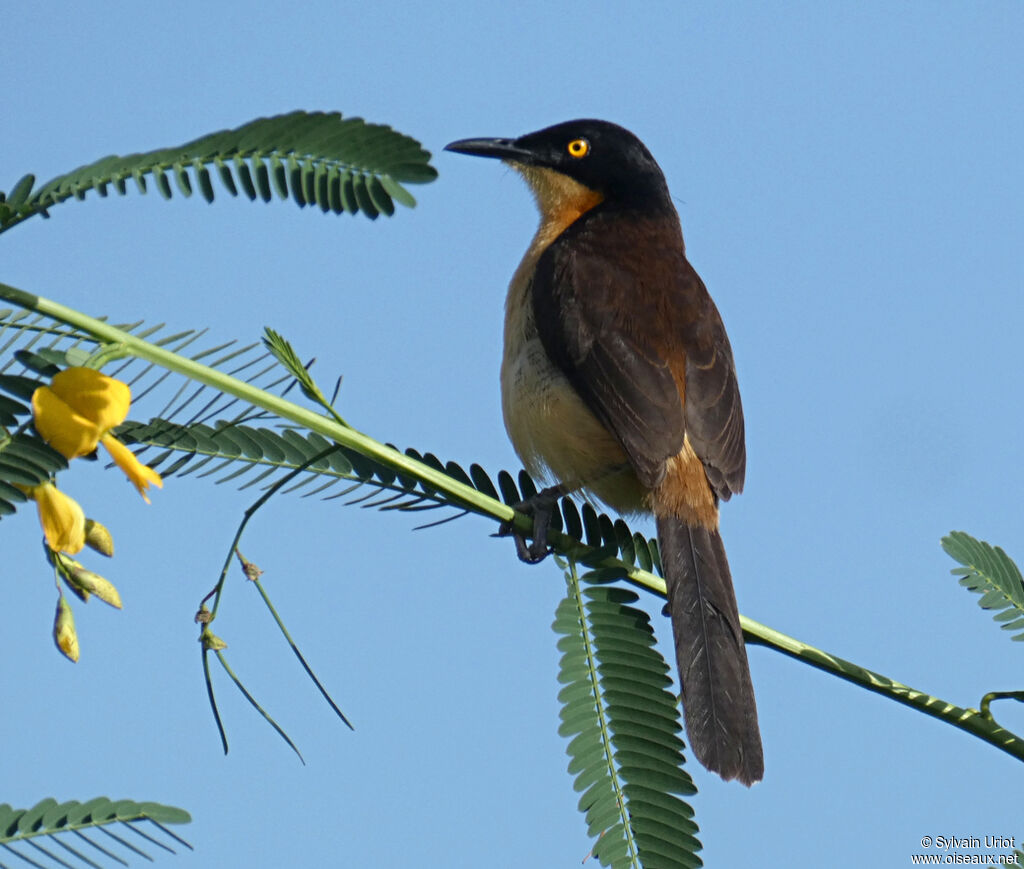 Black-capped Donacobiusadult