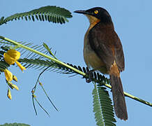 Black-capped Donacobius