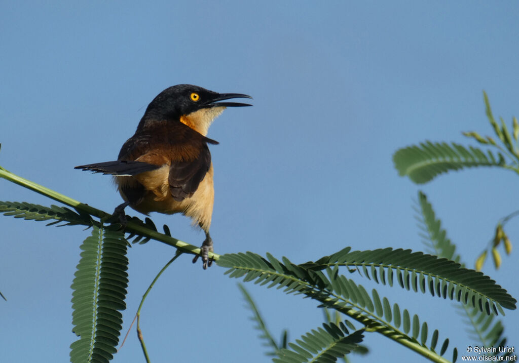 Black-capped Donacobiusadult