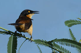 Black-capped Donacobius