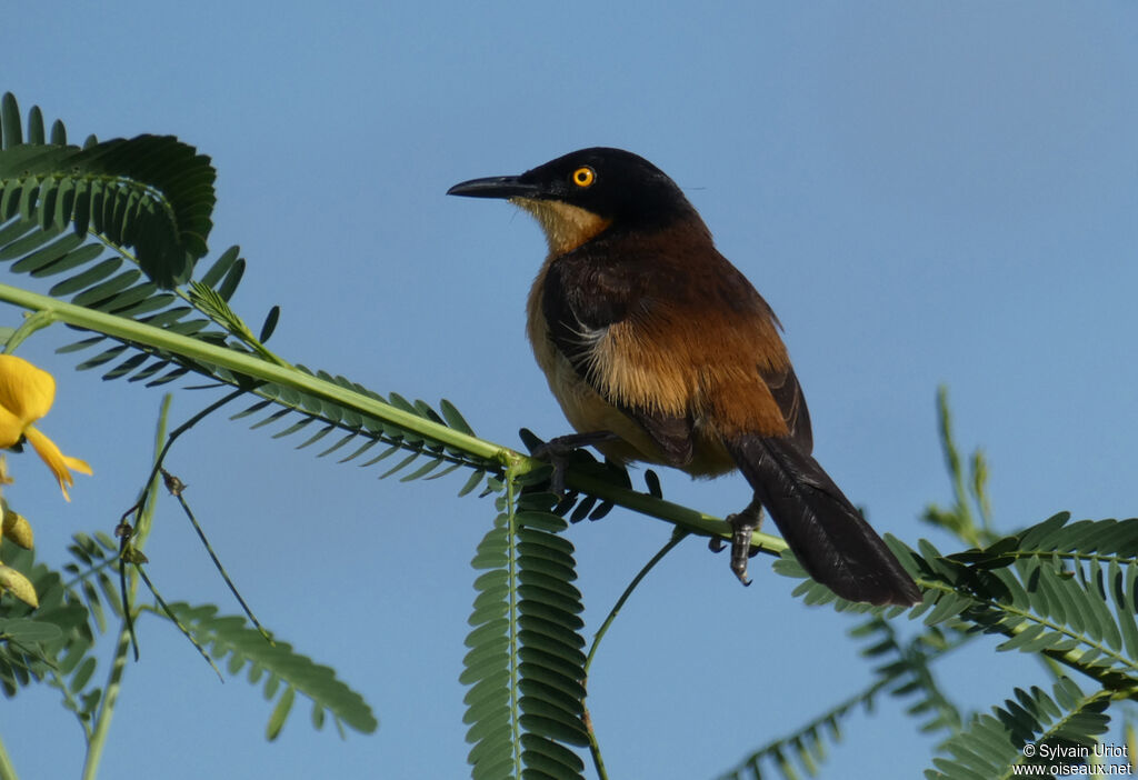 Black-capped Donacobiusadult