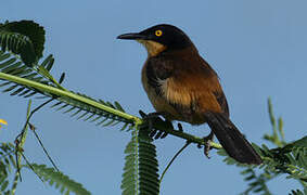 Black-capped Donacobius