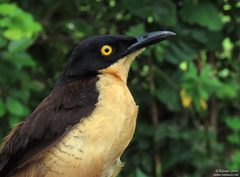 Black-capped Donacobiusadult