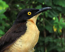 Black-capped Donacobius