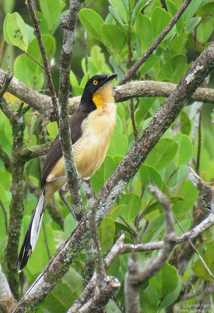 Black-capped Donacobiusadult