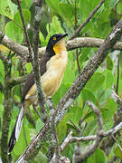 Black-capped Donacobius