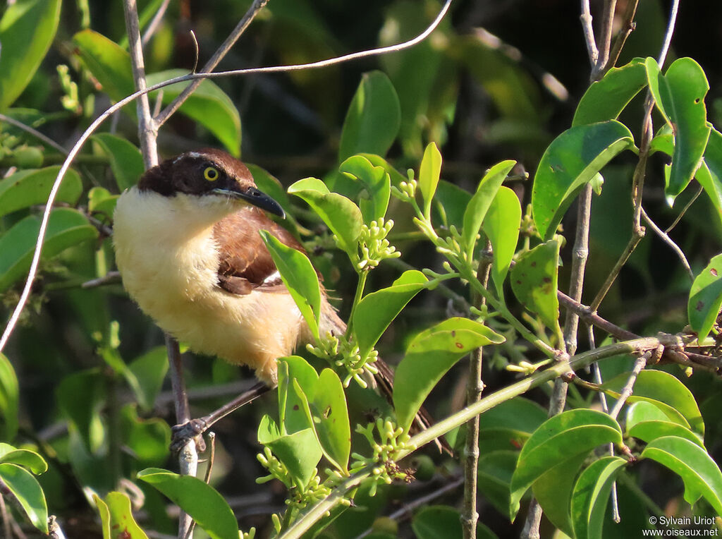 Black-capped Donacobiusjuvenile