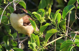 Black-capped Donacobius