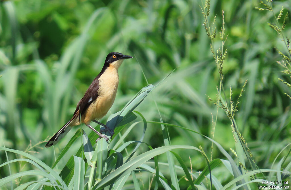 Black-capped Donacobiusadult