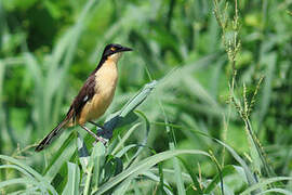 Black-capped Donacobius