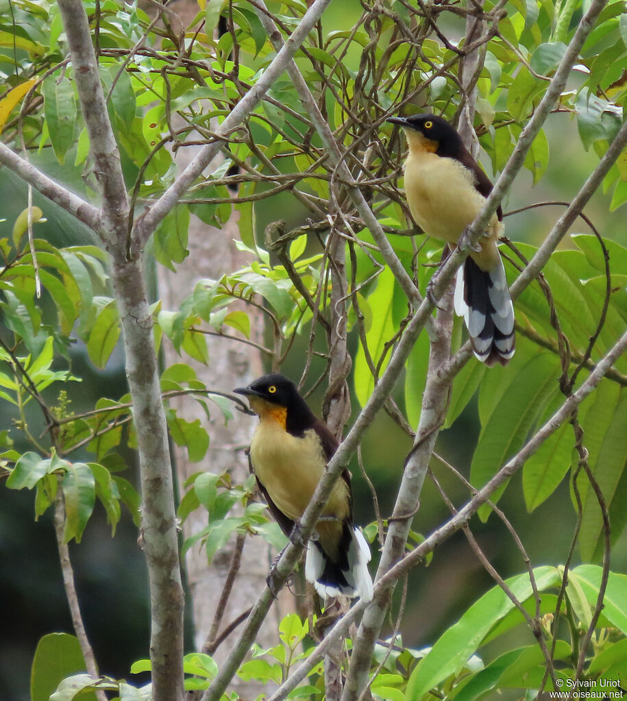 Black-capped Donacobiusadult