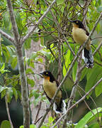 Black-capped Donacobius