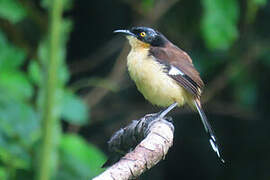 Black-capped Donacobius