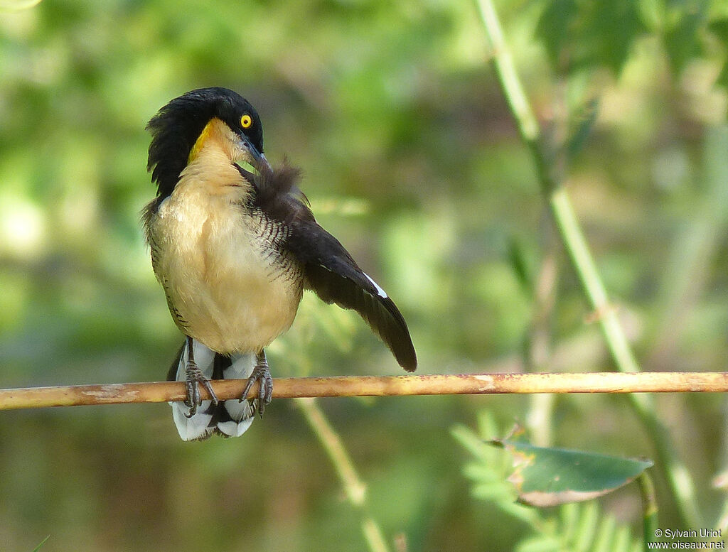 Black-capped Donacobiusadult