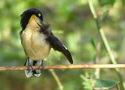 Black-capped Donacobius