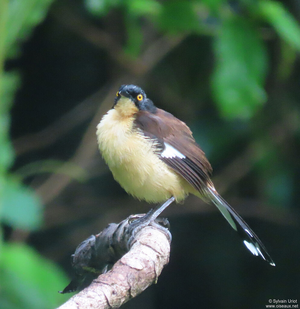Black-capped Donacobiusadult