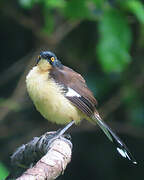 Black-capped Donacobius